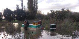 Πνίγηκαν εκατοντάδες μελίσσια στο Μεσολόγγι