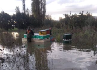 Υποβολή αιτήσεων για μελισσοκόμους σε δράσεις του Εθνικού Στρατηγικού Σχεδίου Κοινής Αγροτικής Πολιτικής