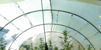 Συνελήφθη χασισοκαλλιεργητής στο Αγρίνιο