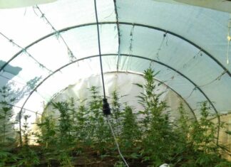 Συνελήφθη χασισοκαλλιεργητής στο Αγρίνιο