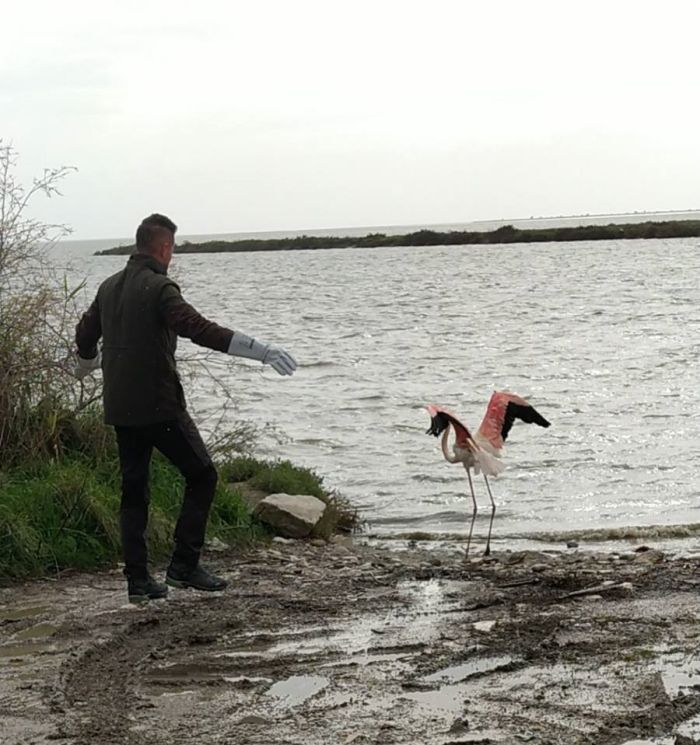 flamingo