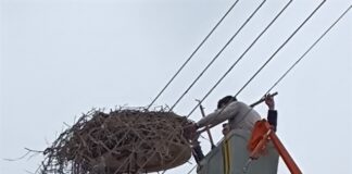 Δράση συντήρησης φωλιών Λευκοπελαργών στο Νεοχώρι