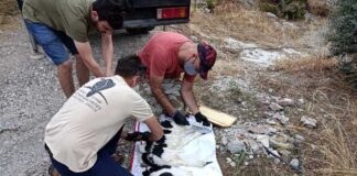 Δακτυλίωση λευκοπελαργών στο Εθνικό Πάρκο Λιμνοθαλασσών Μεσολογγίου – Αιτωλικού