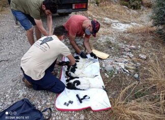 Δακτυλίωση λευκοπελαργών στο Εθνικό Πάρκο Λιμνοθαλασσών Μεσολογγίου – Αιτωλικού