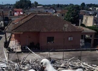 Οκτώ νέοι πομποί σε Λευκούς Πελαργούς στο Μεσολόγγι