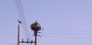 Διάσωση τραυματισμένου πελαργού στο Νεοχώρι