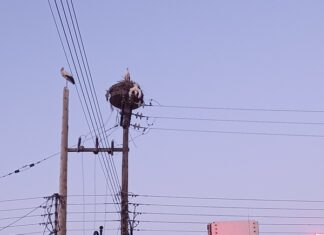 Διάσωση τραυματισμένου πελαργού στο Νεοχώρι