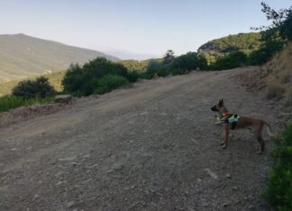 Περιπολίες για δηλητηριασμένα δολώματα στο Εθνικό Πάρκο Λιμνοθαλασσών Μεσολογγίου – Αιτωλικού