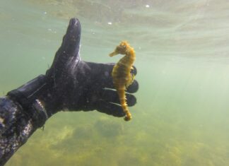 Σήμανση αποικίας Ιππόκαμπου στην λιμνοθάλασσα Αιτωλικού από τη Μονάδα Διαχείρισης