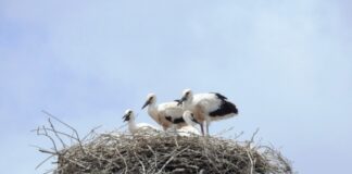 Από το Εθνικό Πάρκο Μεσολογγίου ξεκίνησε το μεγάλο μεταναστευτικό ταξίδι των πελαργών