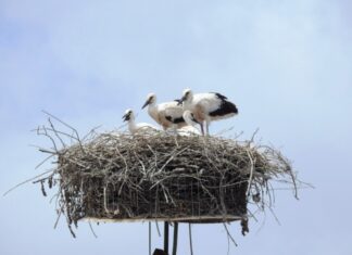 Από το Εθνικό Πάρκο Μεσολογγίου ξεκίνησε το μεγάλο μεταναστευτικό ταξίδι των πελαργών