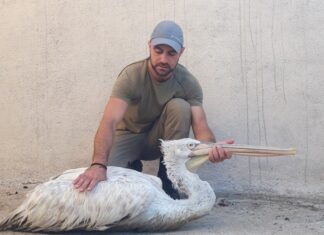 Οκτώ άγρια ζώα περισυνέλεξε η Μονάδα Διαχείρισης στο Εθνικό Πάρκο Μεσολογγίου – Αιτωλικού