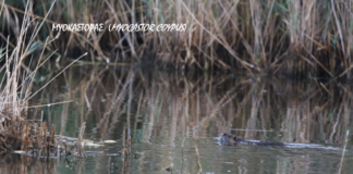 Ανησυχητική η καταγραφή μυοκάστορα στην περιοχή του βάλτου της Φοινικιάς