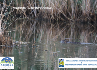 Ανησυχητική η καταγραφή μυοκάστορα στην περιοχή του βάλτου της Φοινικιάς