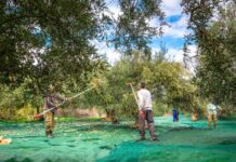 Δασμολογική διέξοδος για τις ελιές στην Ινδία