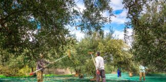 Αιτωλοακαρνανία και Ηλεία : Ερώτηση για την ακαρπία στην ελαιοπαραγωγή από το ΚΚΕ