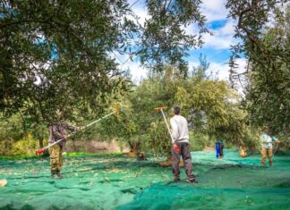 «Δύσκολος χειμώνας» από τώρα για τους ελαιοπαραγωγούς