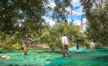 Δασμολογική διέξοδος για τις ελιές στην Ινδία