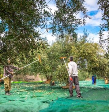 Δασμολογική διέξοδος για τις ελιές στην Ινδία