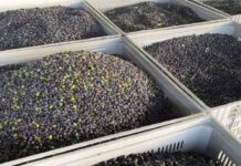 Eλιά «Καλαμών»: Οι παραγωγοί της Δυτικής Ελλάδας να είναι σε εγρήγορση λόγω της αυξημένης υγρασίας, λέει η ΔΟΕΠΕΛ