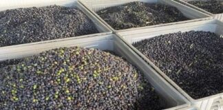 Παγκόσμια κατοχύρωση για το ΠΟΠ της «Ελιάς Καλαμάτας», ενώ εκκρεμεί το ΣτΕ