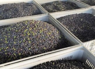 Επιτραπέζια ελιά Καλαμών: Κανονική χρονιά ως προς τις ποσότητες