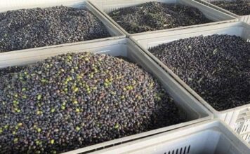 Eλιά «Καλαμών»: Οι παραγωγοί της Δυτικής Ελλάδας να είναι σε εγρήγορση λόγω της αυξημένης υγρασίας, λέει η ΔΟΕΠΕΛ