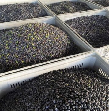 Eλιά «Καλαμών»: Οι παραγωγοί της Δυτικής Ελλάδας να είναι σε εγρήγορση λόγω της αυξημένης υγρασίας, λέει η ΔΟΕΠΕΛ