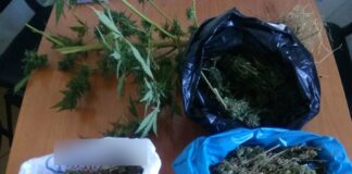 Συνελήφθη καλλιεργητής ναρκωτικών στo Αγρίνιο
