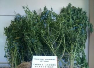 Αγρίνιο : Μικρή χασισοφυτεία στην κοίτη ρέματος