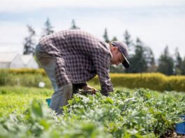 Οι «ωρολογιακές βόμβες» των αγροτικών δανείων