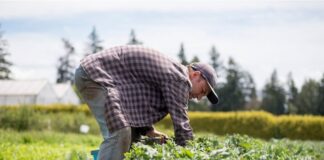 9η στην Ευρώπη η Δυτική Ελλάδα στην απασχόληση στον αγροτικό τομέα!