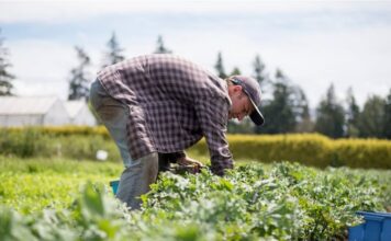 Οι «ωρολογιακές βόμβες» των αγροτικών δανείων