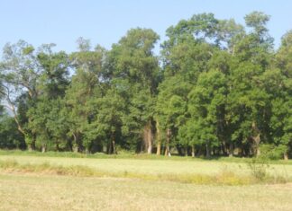 Τρίτη δράση από το «Δίκτυο Παρατριχώνιων Φορέων για τη Φύση και το Πολιτισμό»