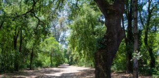 «Διατηρητέο Μνημείο της Φύσης» και επίσημα η βελανιδιά του Χατζόπουλου στο Πάρκο