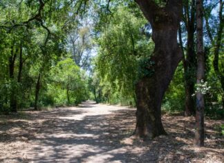 “Δρω”: Ικανοποίηση για τις εργασίες στο Πάρκο και πρόταση για τη «βελανιδιά του Χατζόπουλου»