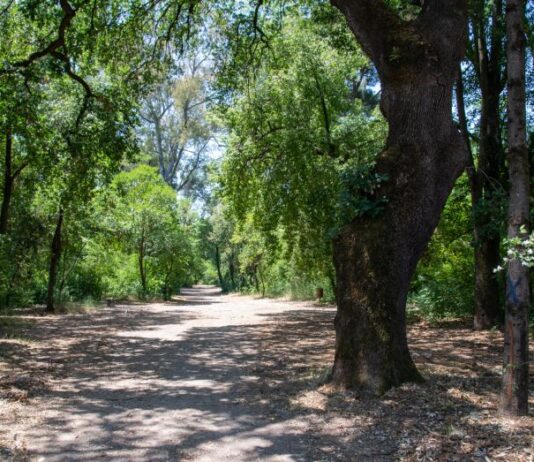 «Διατηρητέο Μνημείο της Φύσης» και επίσημα η βελανιδιά του Χατζόπουλου στο Πάρκο