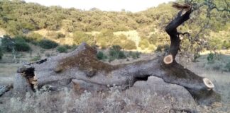 Έρμαιο των λαθροϋλοτόμων το βελανιδοδάσος Ξηρομέρου