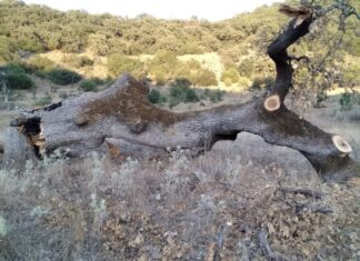 Έρμαιο των λαθροϋλοτόμων το βελανιδοδάσος Ξηρομέρου