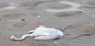 Κυνηγετική Ομοσπονδία: «Σπέκουλα» πάνω σε ένα ψέμα για τα νεκρά φλαμίνγκος του Μεσολογγίου