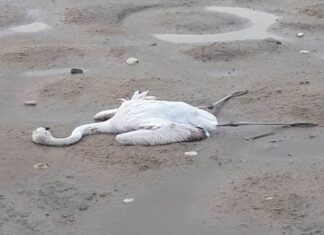 Κυνηγετική Ομοσπονδία: «Σπέκουλα» πάνω σε ένα ψέμα για τα νεκρά φλαμίνγκος του Μεσολογγίου