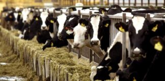 «SOS» από τους κτηνοτρόφους της Αιτωλοακαρνανίας