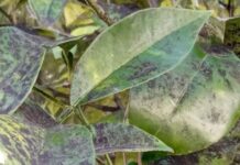 Εκδήλωση στο Αγρίνιο από το Σύνδεσμο Γεωπόνων για το μαύρο ακανθώδη αλευρώδη