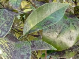 Εκδήλωση στο Αγρίνιο από το Σύνδεσμο Γεωπόνων για το μαύρο ακανθώδη αλευρώδη