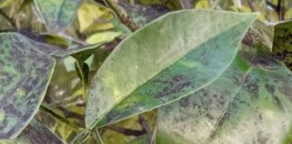 Aποζημιώσεις για τον Μαύρο Ακανθώδη Αλευρώδη υποσχέθηκε ο Γ. Στύλιος