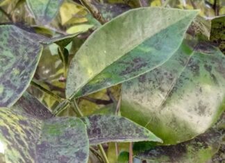 Ο Μαύρος Ακανθώδης Αλευρώδης εμφανίστηκε και στο Αγρίνιο