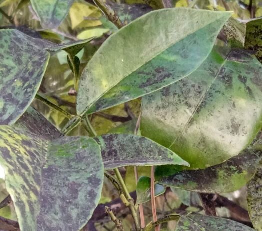 Εκδήλωση στο Αγρίνιο από το Σύνδεσμο Γεωπόνων για το μαύρο ακανθώδη αλευρώδη