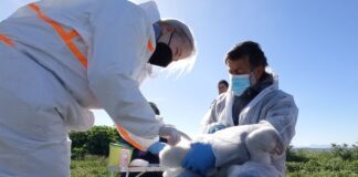 Νέες αποστολές σήμανσης αργυροπελεκάνων σε Μεσολόγγι και Αμβρακικό