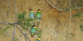 Κατέφτασαν οι εξωτικοί μελισσοφάγοι στο οινοποιείο Παπασταματόπουλου