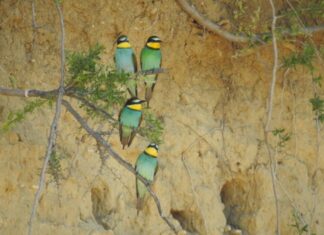 Κατέφτασαν οι εξωτικοί μελισσοφάγοι στο οινοποιείο Παπασταματόπουλου